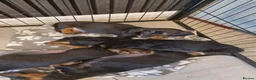 Dachshund dogs for sale: Dachshunds for sale ready to leave now  in Newcastle upon Tyne - Advert 1