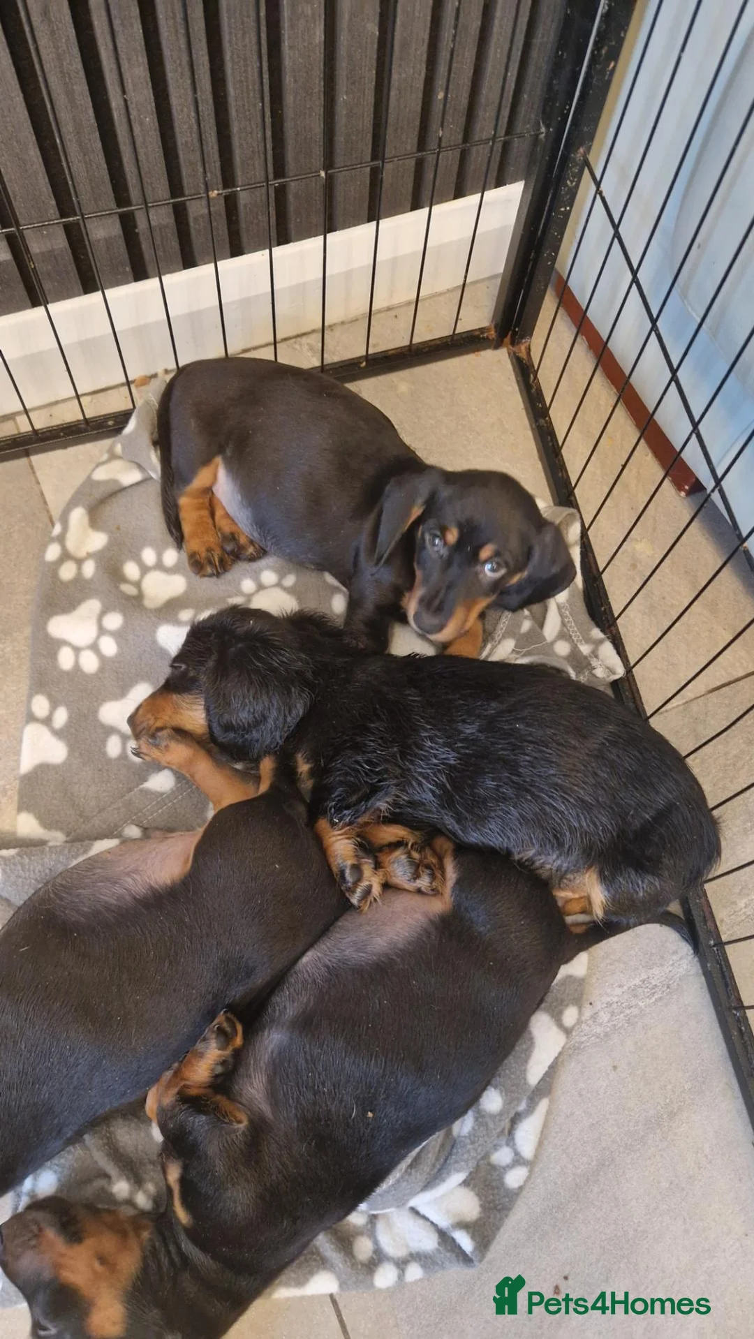 Dachshund dogs for sale: Dachshunds for sale ready to leave now  in Newcastle upon Tyne - Advert 1