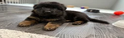 German Shepherd dogs for sale: Huge top quality 4th generation KC puppies - Advert 20