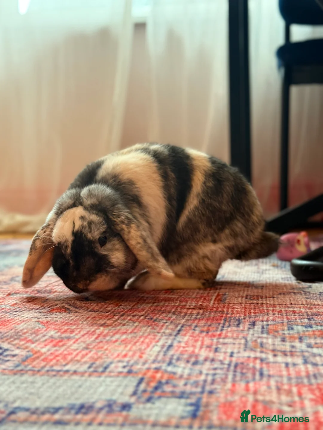 Dwarf Lop rabbits for sale: Two dwarf lop females  - Advert 8