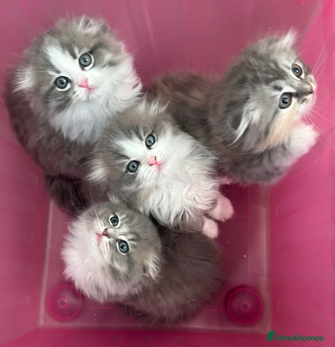 Scottish Fold cats for sale: Stunningly Gorgeous Scottish Fold kitchens - Advert 1