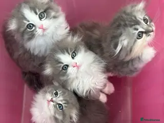 Scottish Fold cats Stunningly Gorgeous Scottish Fold kitchens - Advert 2