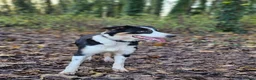 Border Collie dogs for sale: Blue Merle Tri- Colour Border Collie Puppies - Advert 5