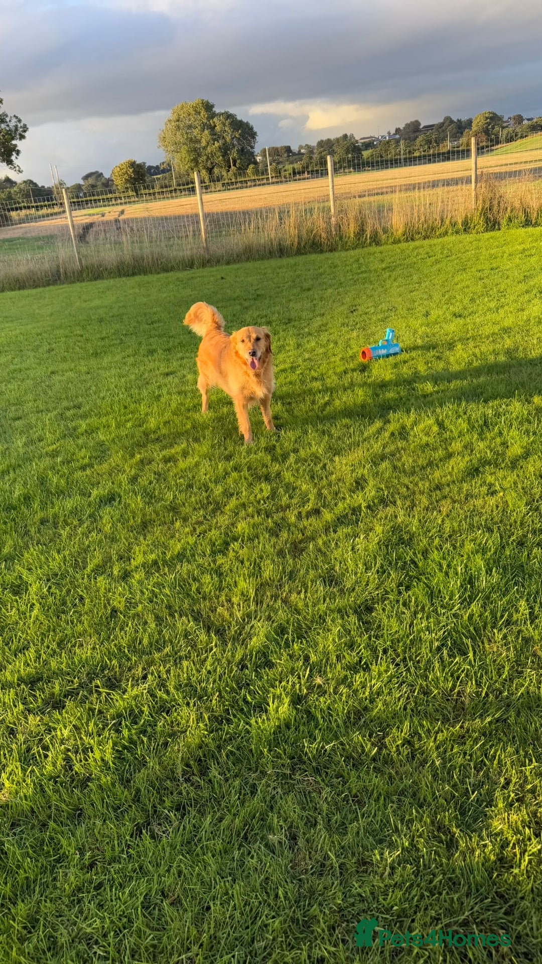 Cocker Spaniel dogs for stud: Honey - Advert 6