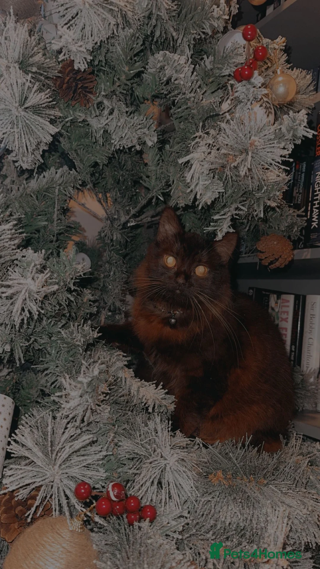 Persian cats for sale: 2 year old Persian cat for sale  in Manchester - Advert 2