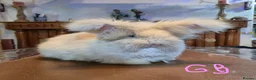 Angora rabbits for sale: Gorgeous Angora Rabbits, Pure Bred Full Faced. - Advert 7