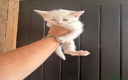 Maine Coon cats for sale: 3 boys Maine coon & 1 white female ready 13th aug! - Image 8