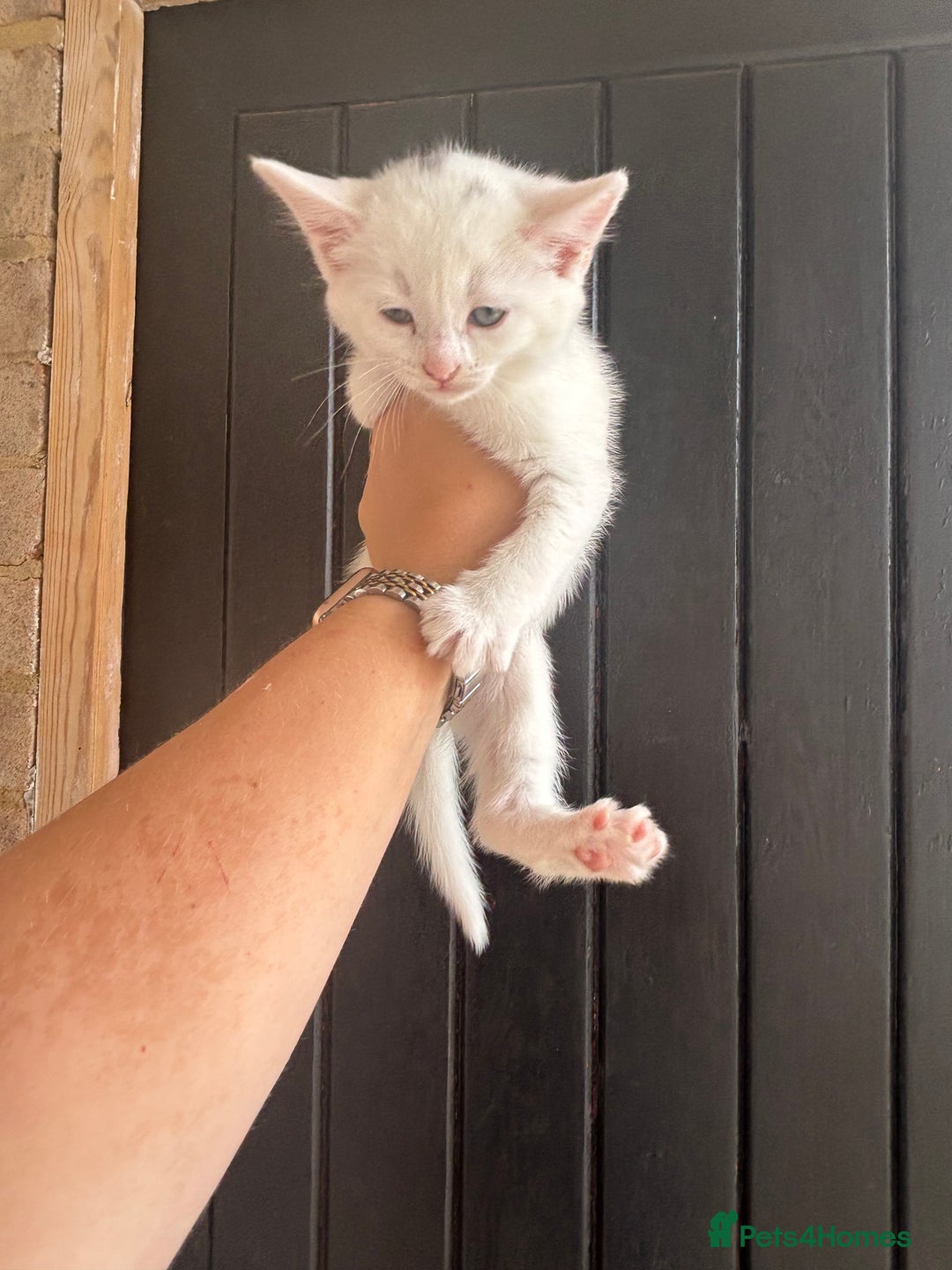Maine Coon cats for sale: 3 boys Maine coon & 1 white female ready 13th aug! - Image 8