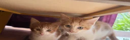 Mixed Breed cats for sale: 3 little males looking for a new home - Advert 4