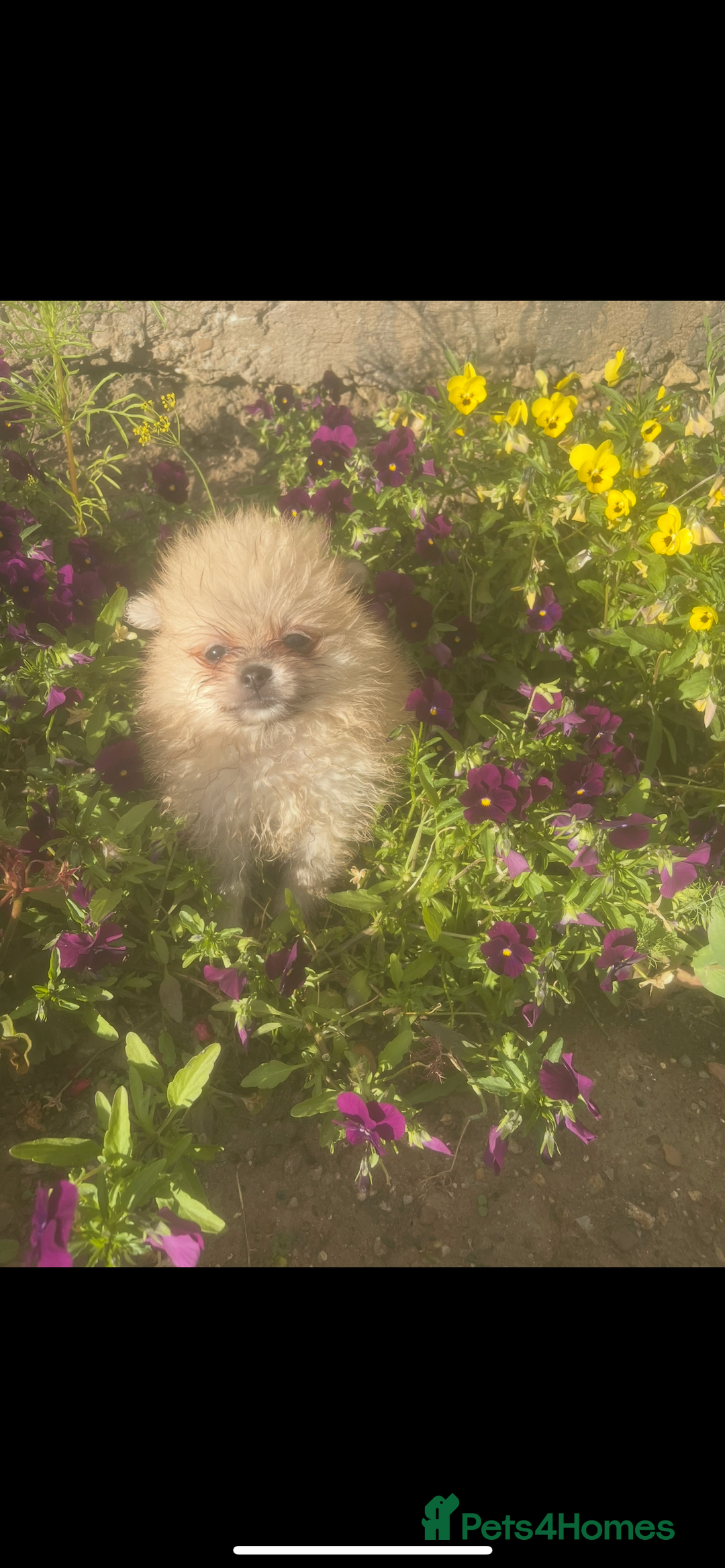 Pomeranian dogs for sale: last boy puppy ready now  - Image 2