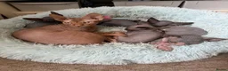 Sphynx cats for sale: 🐾TICA REGISTERED SPHYNX - LOVING HOMES SOUGHT 🐾 - Advert 9