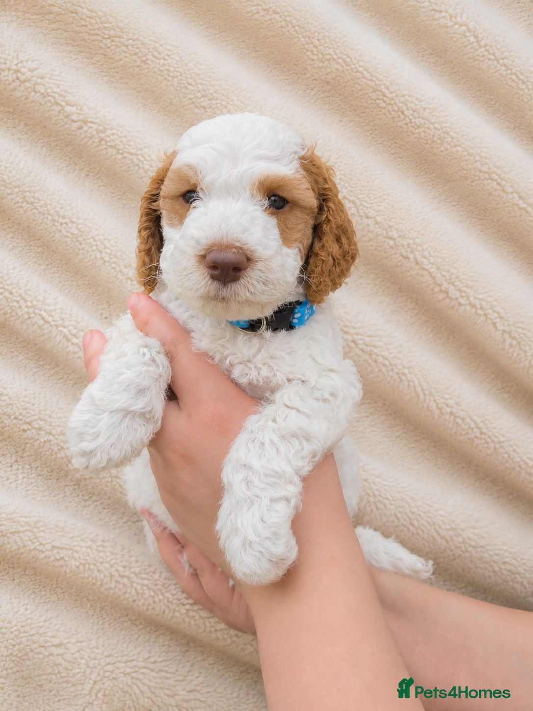 Cockapoo dogs LAST little boy  Most loved Cockapoo Puppies - Advert 1