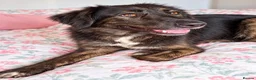 Mixed Breed dogs for sale: Meet Grace: beautiful 2yrs old BrindleCrossbreed - Advert 8