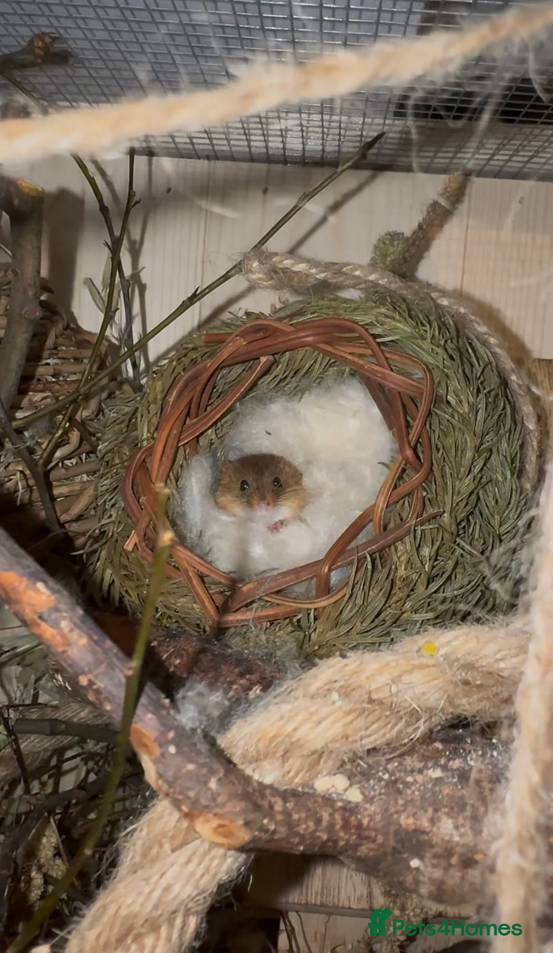 Mouse rodents for sale: Harvest Mice - Advert 3