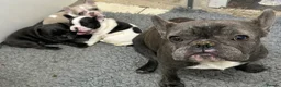 French Bulldog dogs for sale: French bulldog  - Advert 1