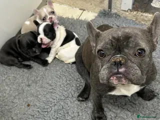 French Bulldog dogs French bulldog - Advert 1