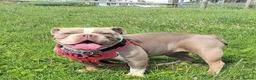 Old Tyme Bulldog dogs for sale: Old tyme bulldog - Advert 3