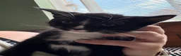 Mixed Breed cats for sale: Beautiful kittens  in Worcester - Advert 6