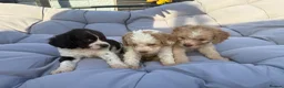 Mixed Breed dogs for sale: Cockatzu in Rowley Regis - Advert 16