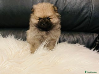 Pomeranian dogs 💕Reduced Ready now! 1 KC Teddy Bear girl left 💕 - Advert 2