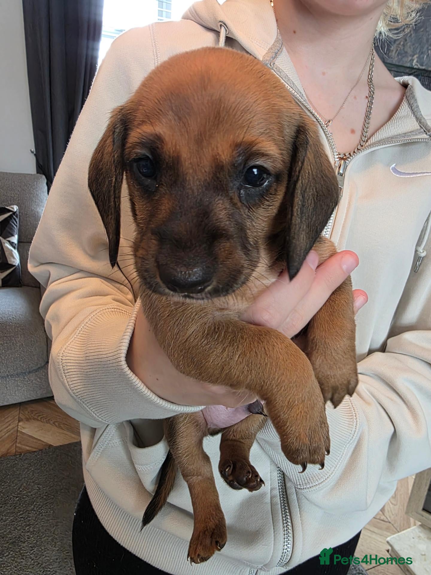 Miniature Dachshund dogs Miniature dachshunds  - Advert 18