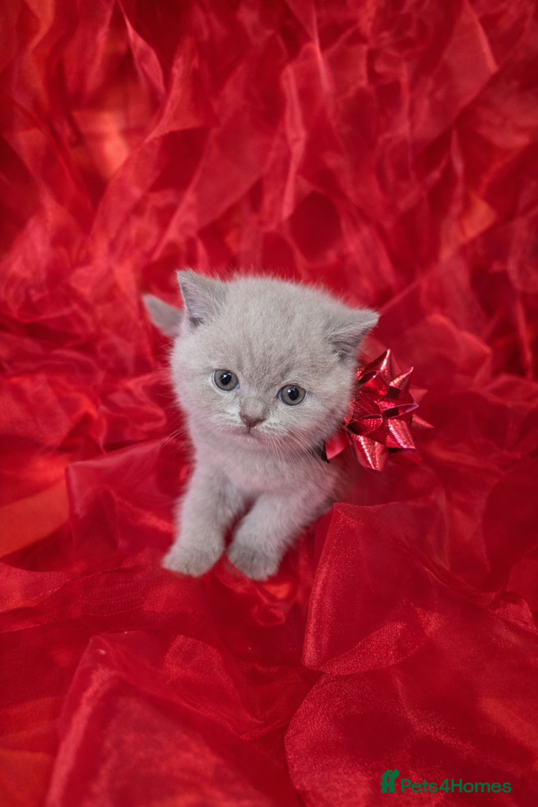 British Shorthair cats for sale: Beautiful British Shorthair Kittens for LovingHome - Advert 6