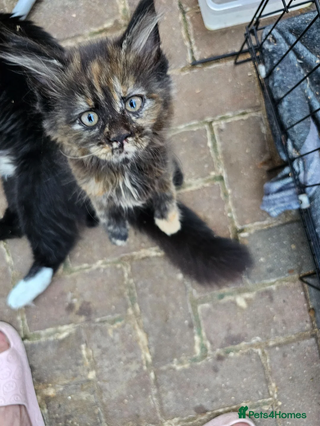 Maine Coon cats for sale: Beautiful Maine Coon Kittens - Advert 1