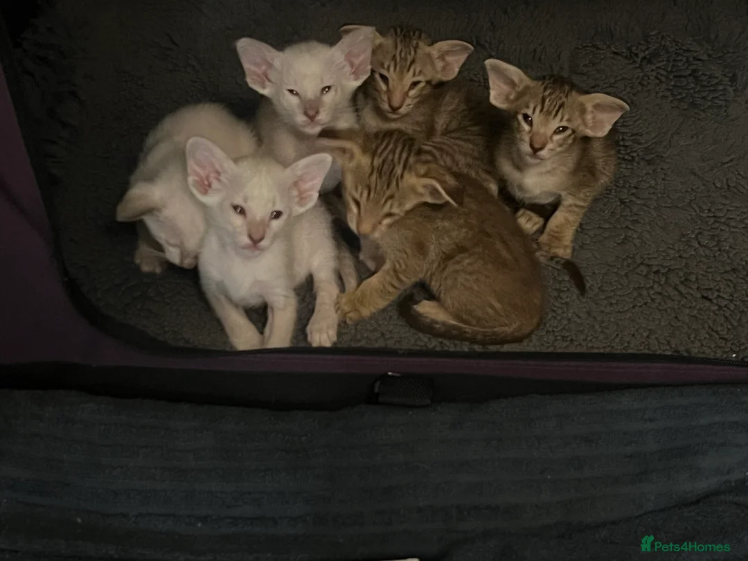 Siamese cats for sale: Stunning Oriental and Siamese kittens - Advert 15