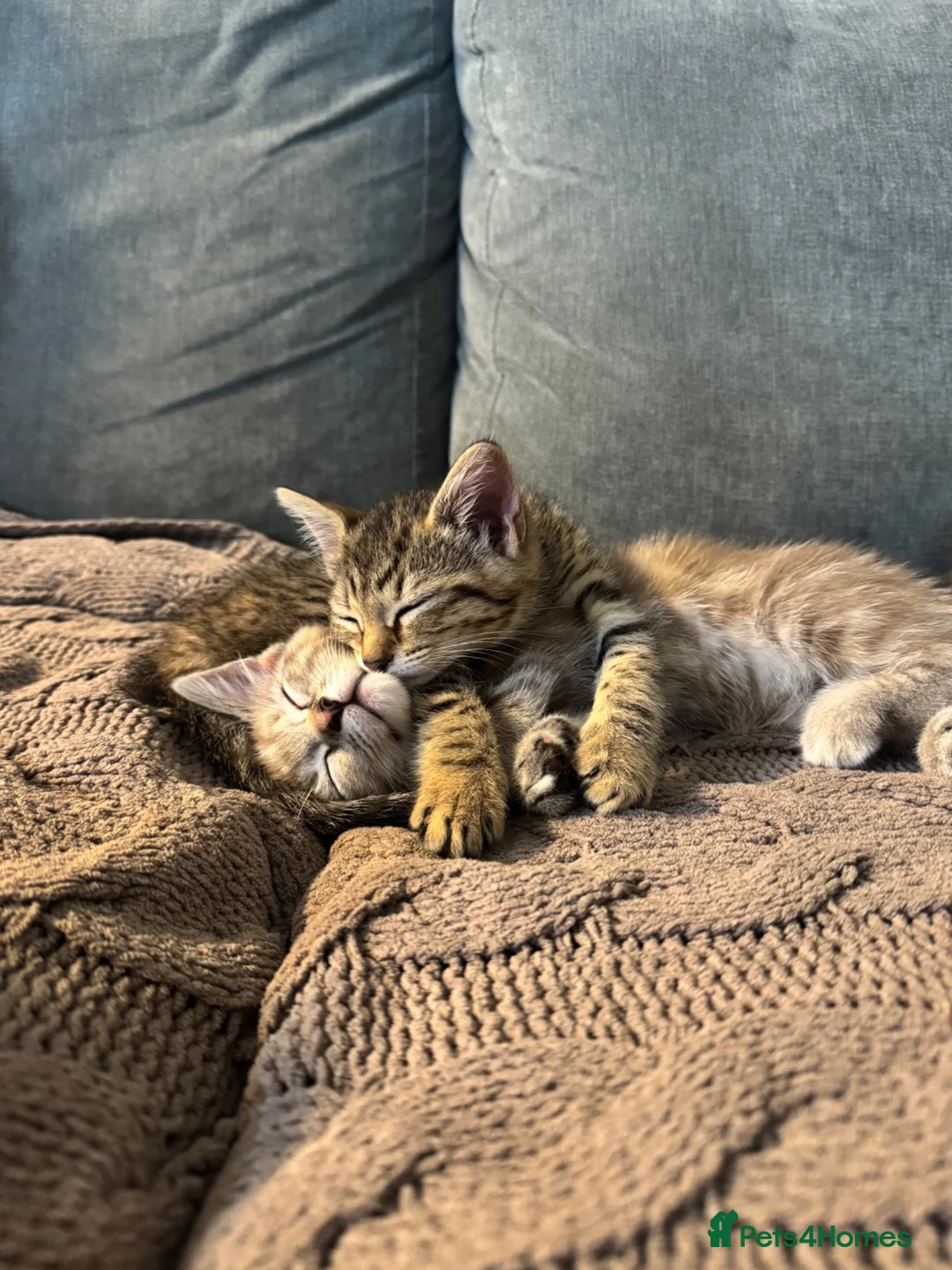 Mixed Breed cats for sale: 2 beautiful sisters  - Advert 4