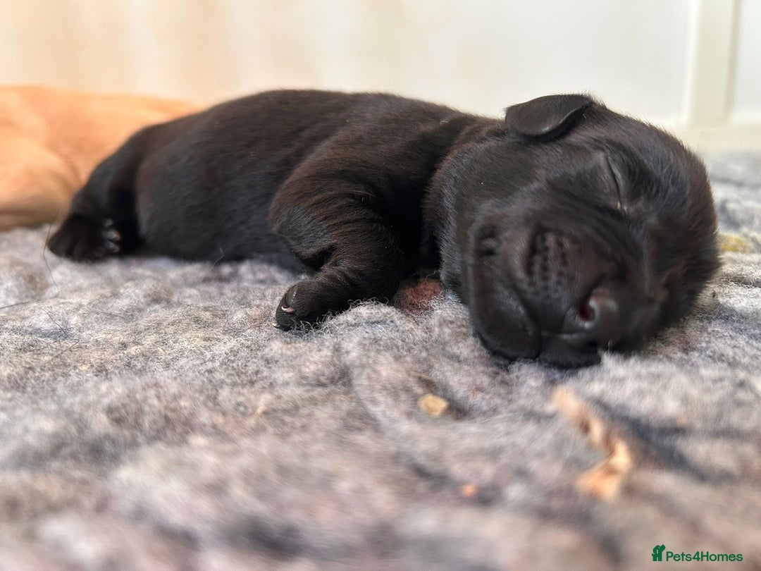 Labrador Retriever dogs for sale: Lucy's Puppies have arrived! - Image 9