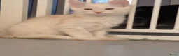 Maine Coon cats for sale: 🐾 Chunky TICA Registered Maine Coon Kittens 🐾 - Advert 12