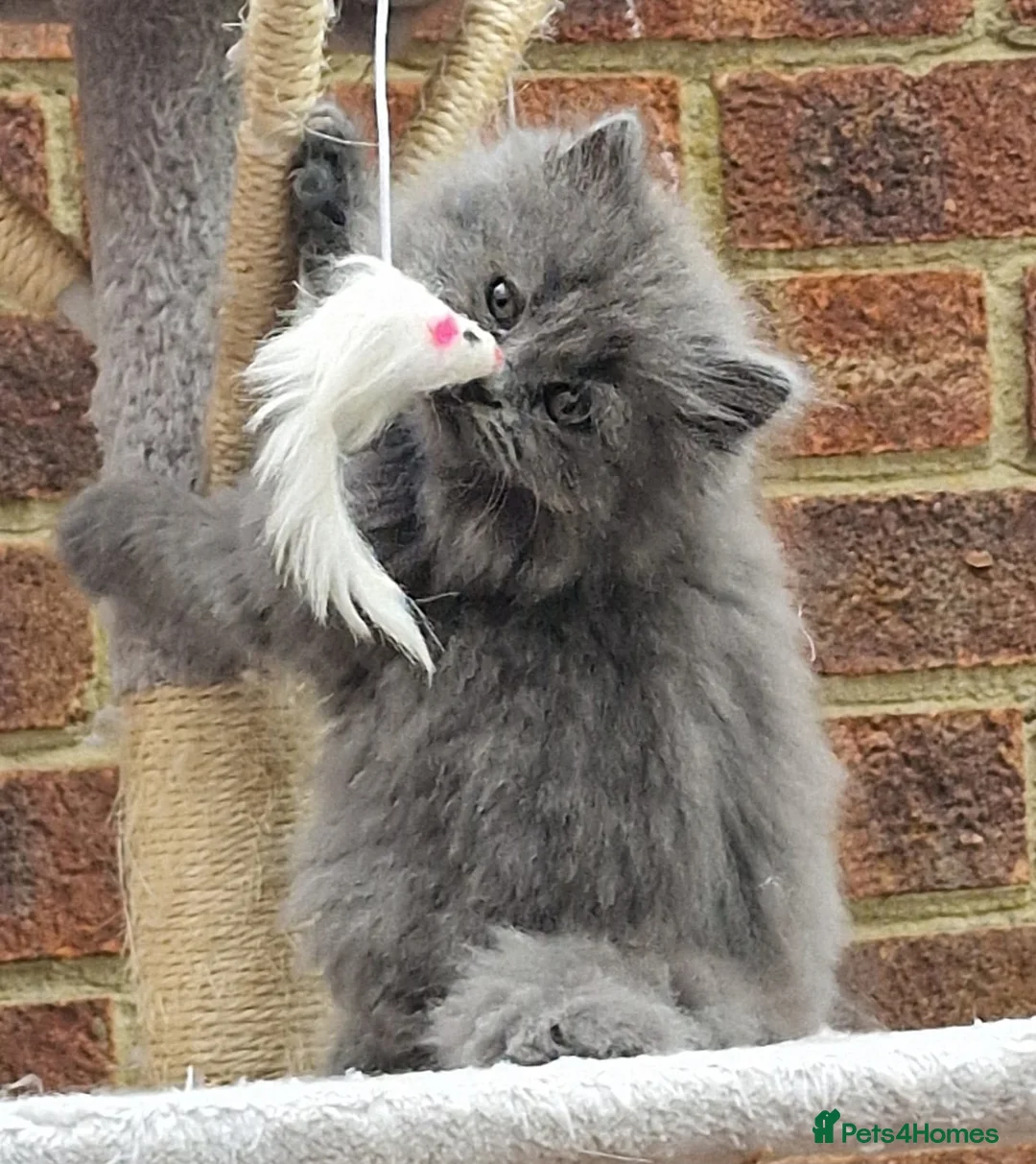 British Longhair cats for sale: Gorgeous British Blue longhair kittens - Advert 2