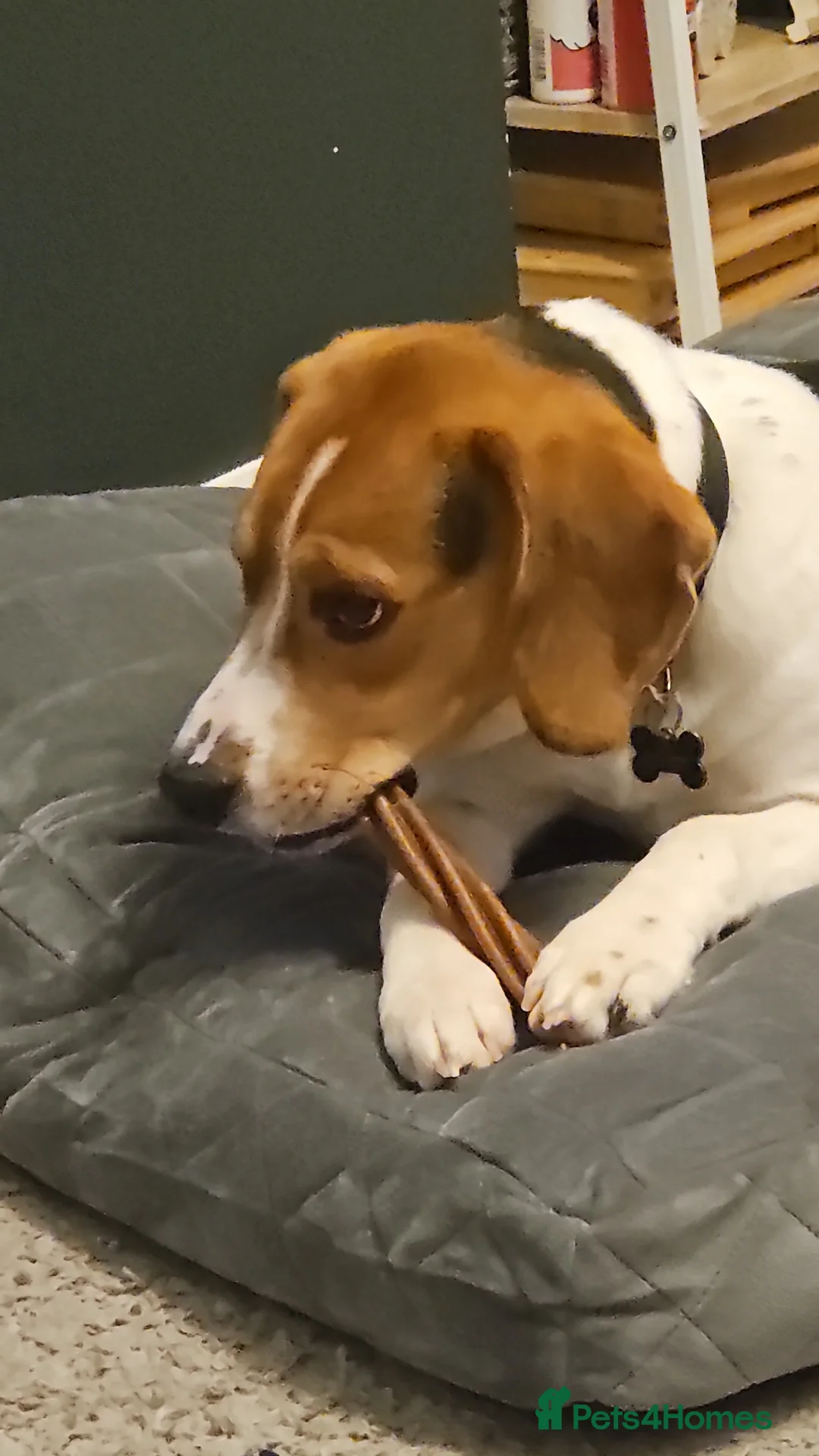 Mixed Breed dogs for sale: Beagle/lab 9 months old - Advert 1