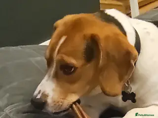 Mixed Breed dogs Beagle/lab 9 months old - Advert 1