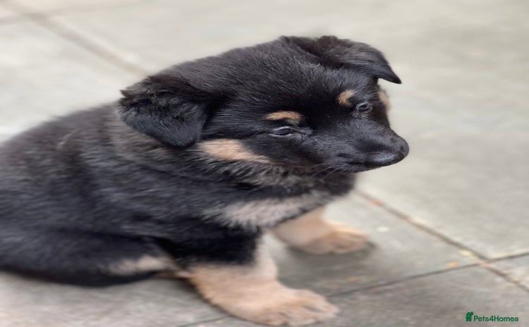 German Shepherd dogs - Advert 16
