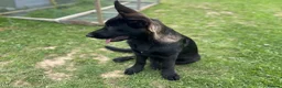 German Shepherd dogs for sale: Black Sable German Shepherd Puppy Ready Cornwall - Advert 23