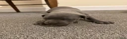 Cane Corso dogs for sale: Cane Corso in Scunthorpe - Advert 9