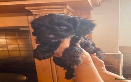 Cavapoo dogs for sale: F1 boys, licensed breeder, health tested parents - Image 15