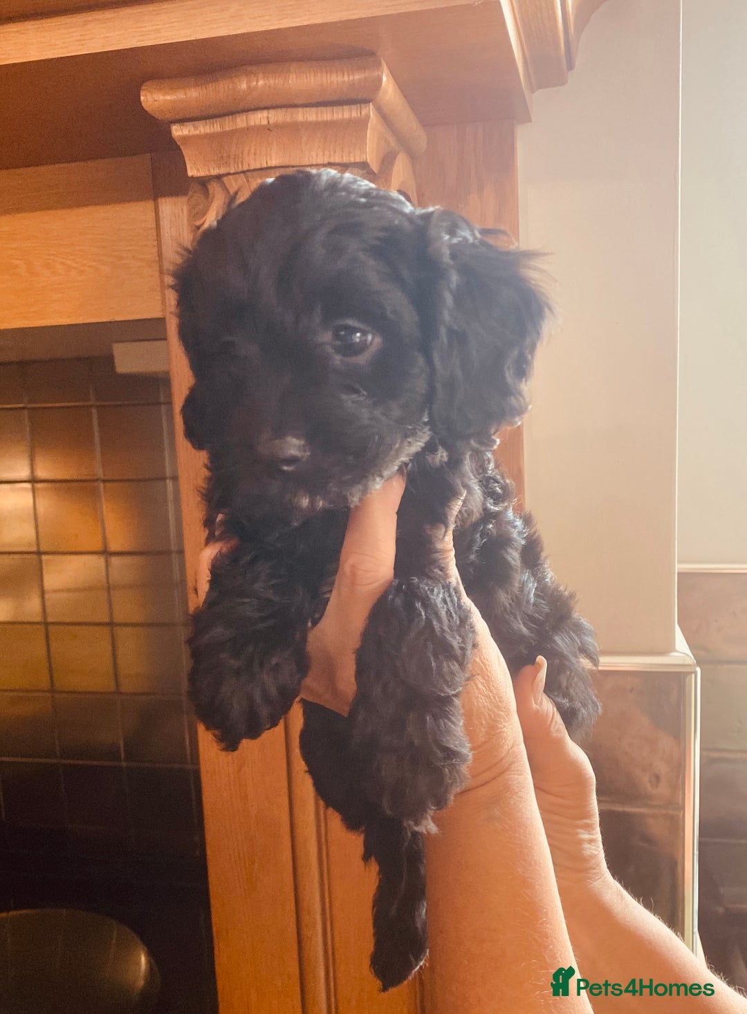 Cavapoo dogs for sale: F1 boys, licensed breeder, health tested parents - Image 15