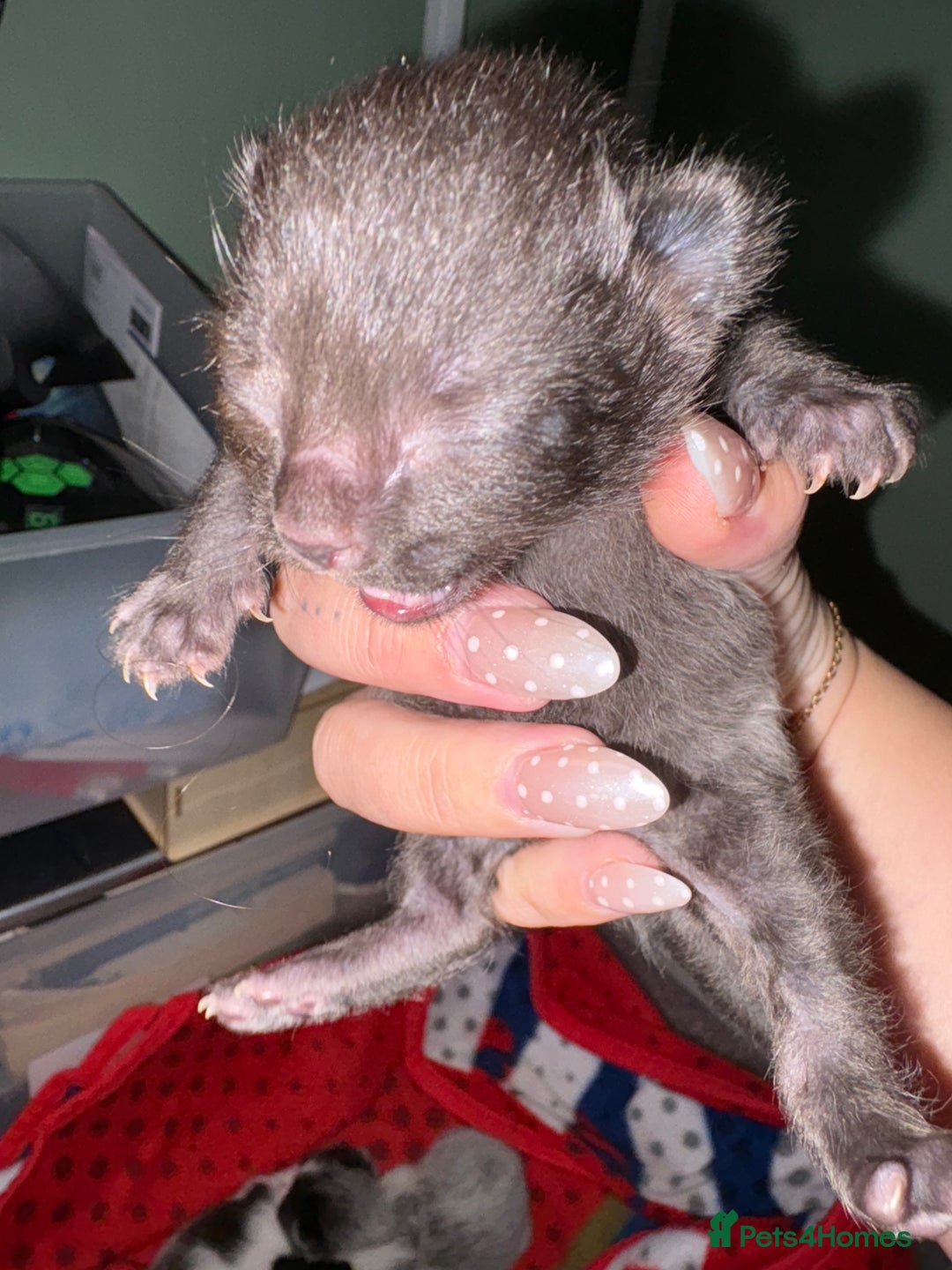 Mixed Breed cats for sale: 3 unusual colored kittens  - Image 5
