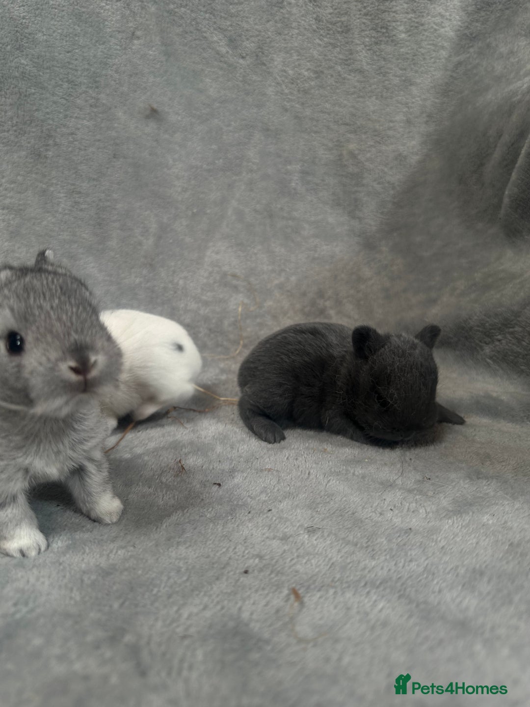 Netherland Dwarf rabbits for sale: Baby Netherland Dwarfs ready in 5 1/2 weeks - Image 4