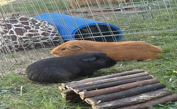 Guinea Pig rodents - Advert 4