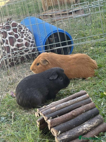 Guinea Pig rodents - Advert 7