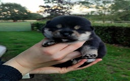 Japanese Shiba Inu dogs for sale: Super quality Shiba Inu puppies  - Image 4