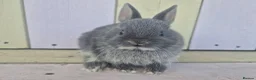 Netherland Dwarf rabbits for sale: 💜 PRETTIEST COLOURED NETHERLAND DWARF BABIES 💜 - Advert 19
