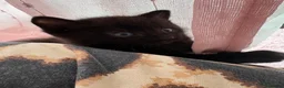 Domestic Shorthair cats for sale: 1x female 2x male black domestic shorthair  in Hull - Advert 4
