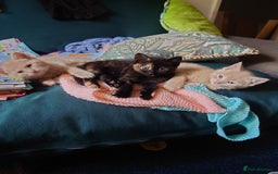 Domestic Shorthair cats for sale: 3 kittens for sale - Image 1