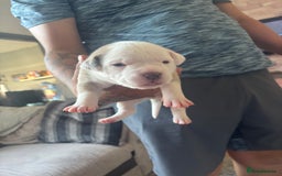 American Bulldog dogs for sale: American bulldogs - Image 9