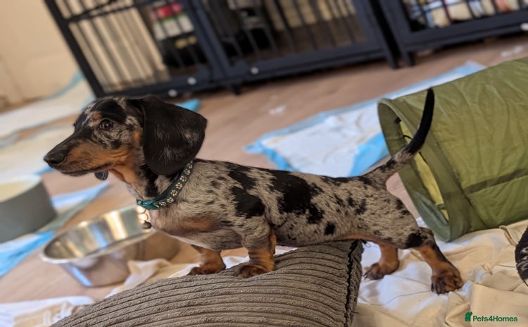 Miniature Dachshund dogs - Advert 3