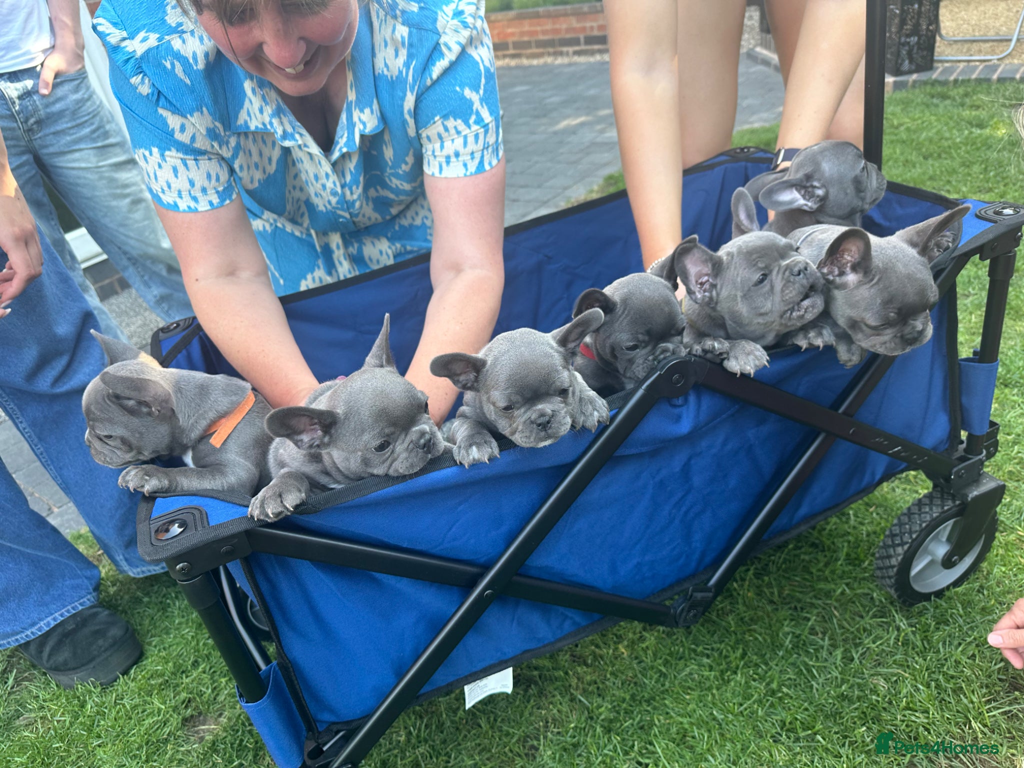 French Bulldog dogs Beautiful Blue/Blue Fawn French bulldog pups - Advert 1